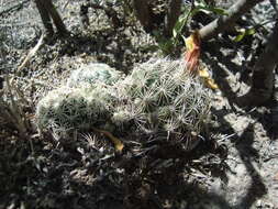 Image of Coryphantha delicata L. Bremer