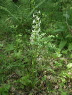 Image of Platanthera hybrida Brügger