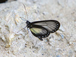 Image of Hyalyris coeno Doubleday (1847)