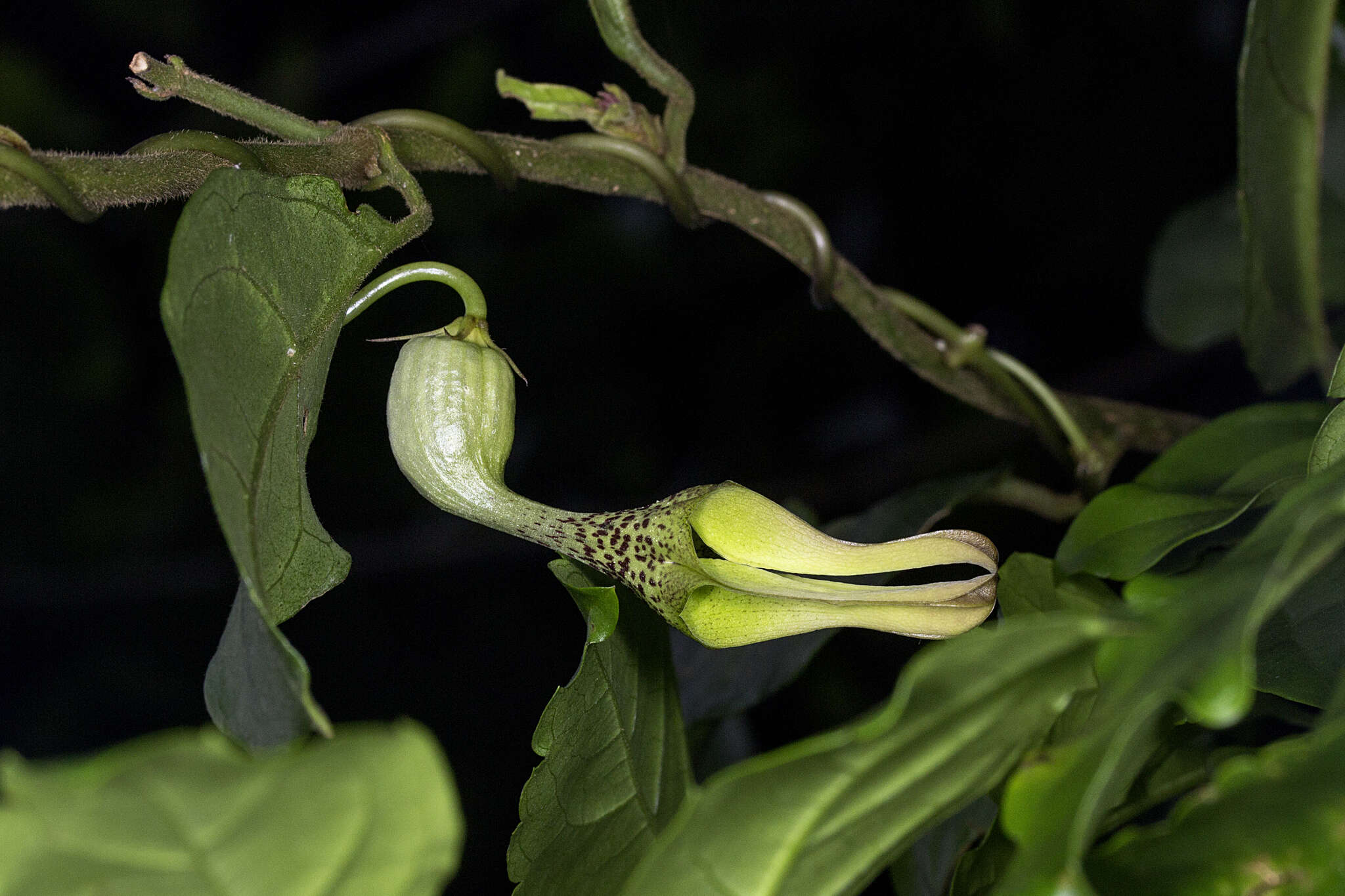 Image of Ceropegia decaisneana Wight