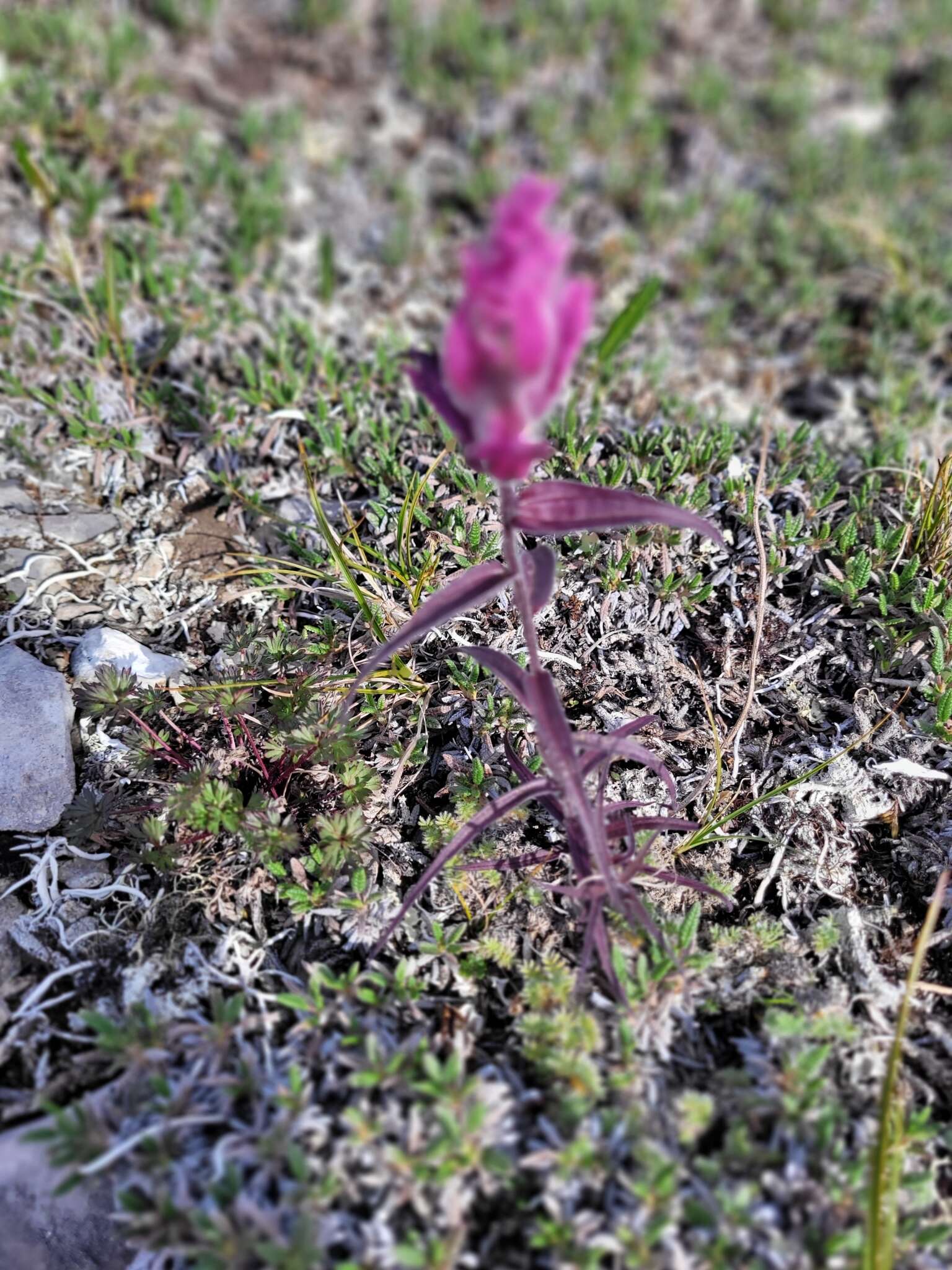 Image of elegant Indian paintbrush