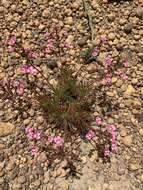 Sivun Stylidium dichotomum DC. kuva