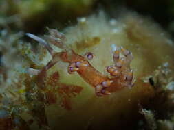 Image of Samla riwo (Gosliner & Willan 1991)