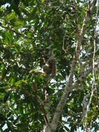 Image of Capped Gibbon