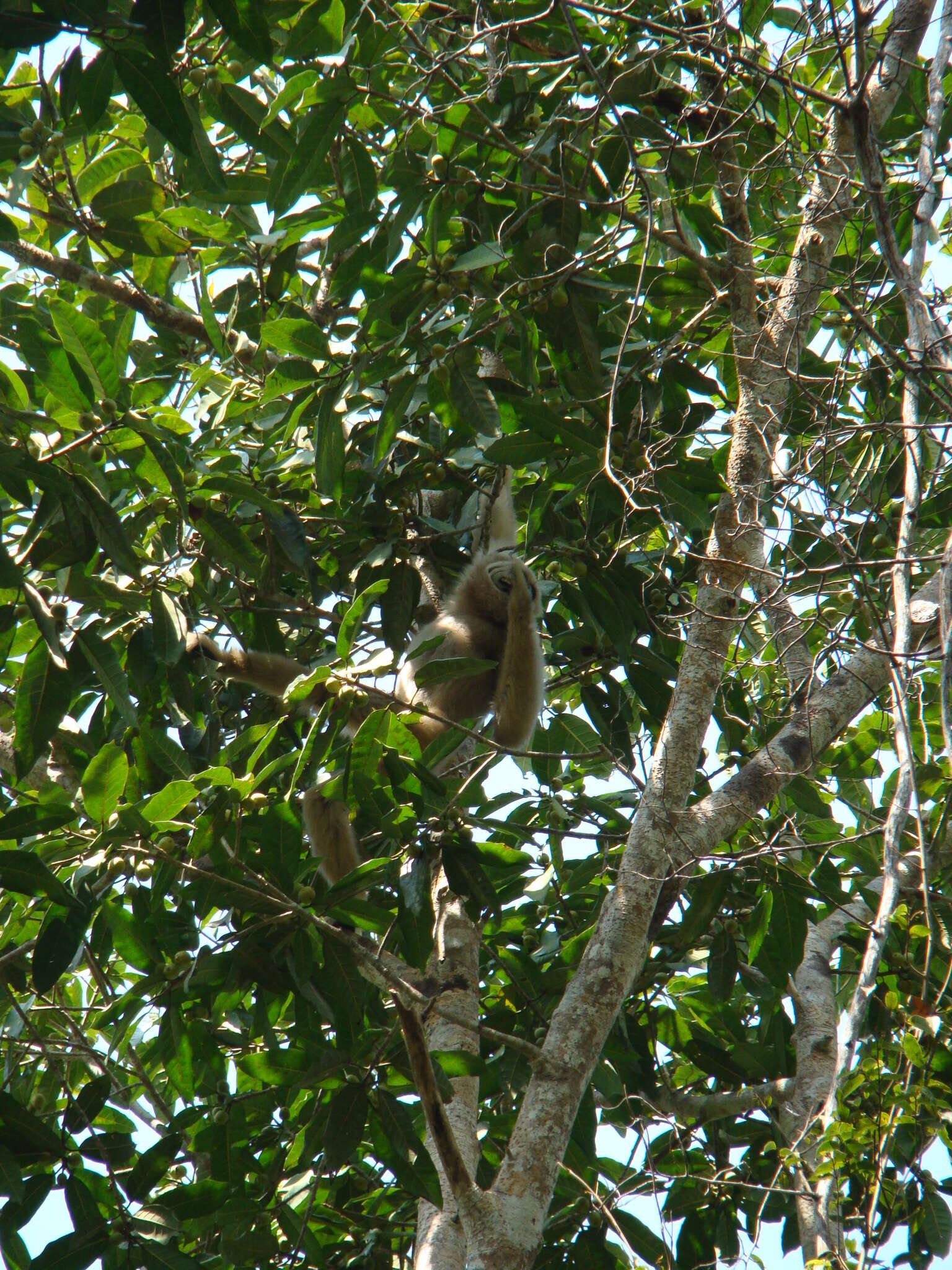 Image of Capped Gibbon