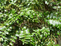 Image of <i>Coriaria <i>arborea</i></i> var. arborea