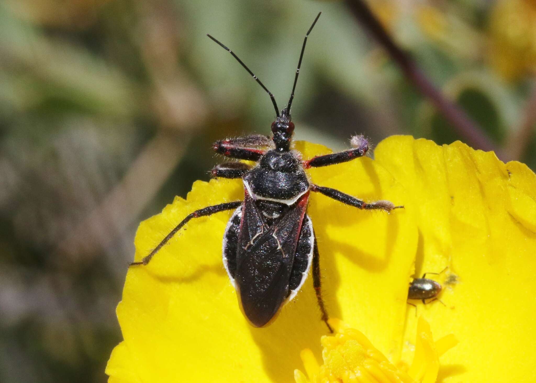 Plancia ëd Apiomerus californicus Berniker & Szerlip ex Berniker et al. 2011