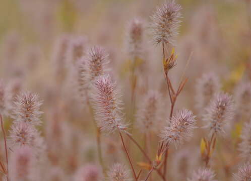 Sivun Trifolium arvense var. arvense kuva