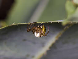 Imagem de Mangora acalypha (Walckenaer 1802)