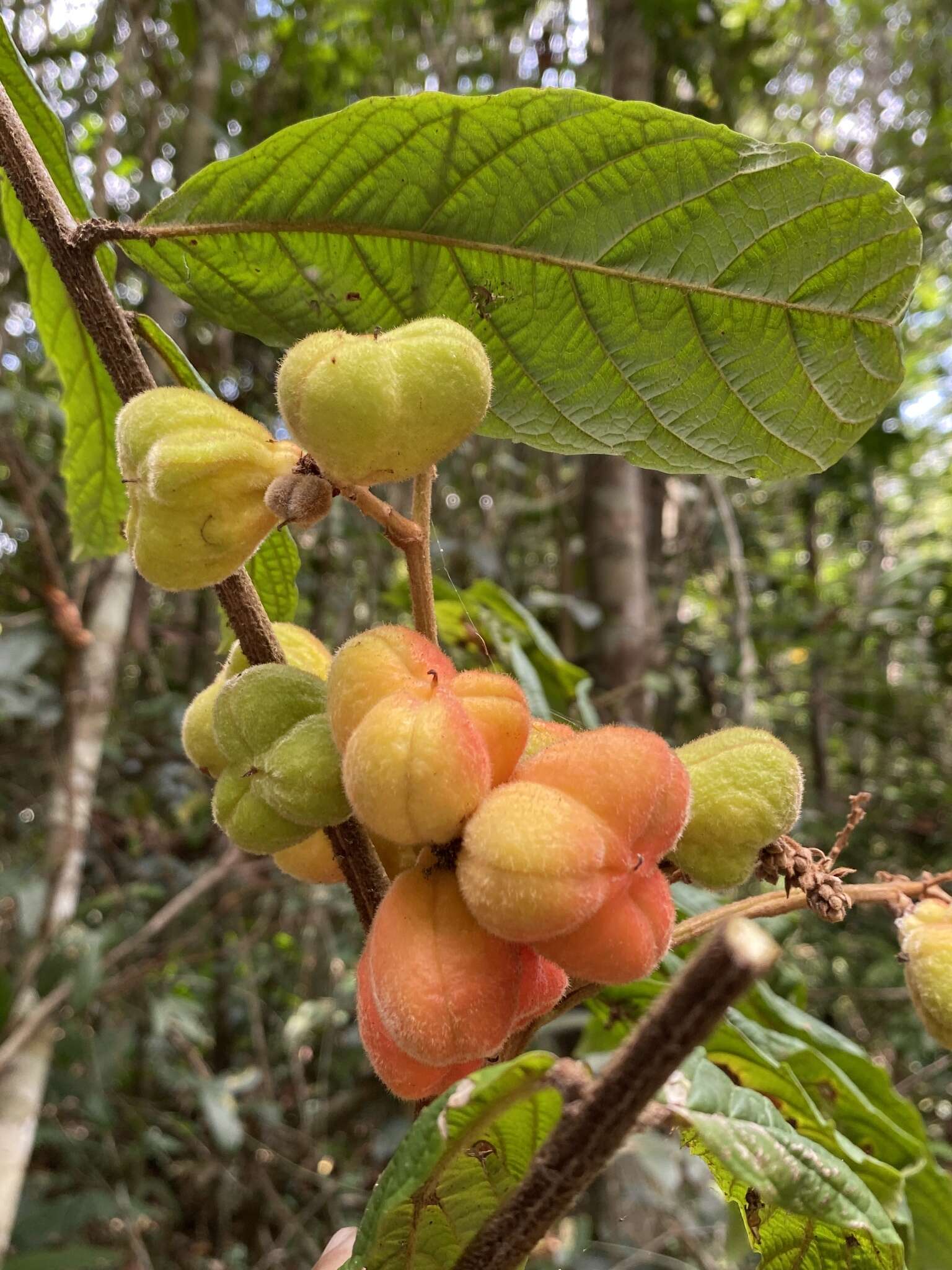 Image of Cupania bracteosa Radlk.