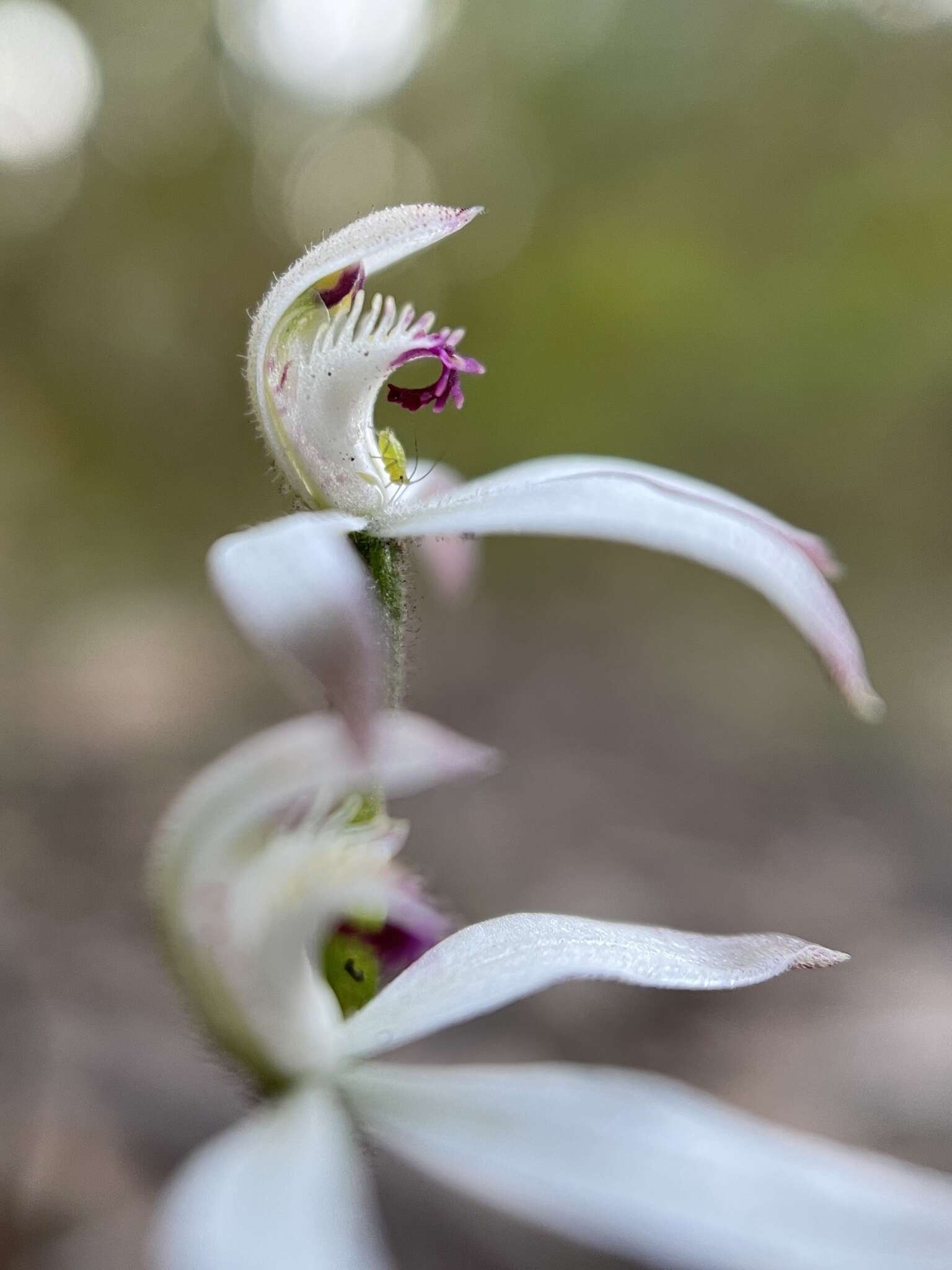 Caladenia clarkiae D. L. Jones resmi