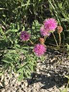 Image of Mimosa quadrivalvis var. occidentalis (Wooton & Standl.) Barneby