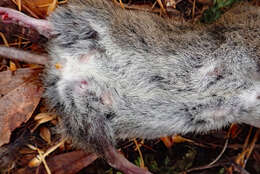 Image of Pacific Rat