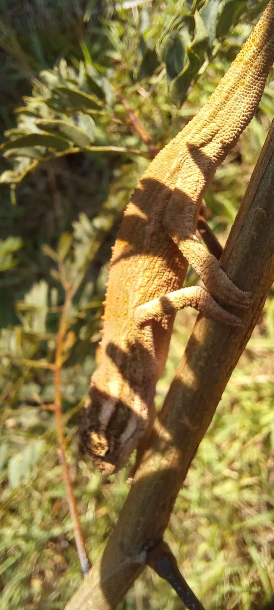 Image of Black-headed Dwarf Chameleon