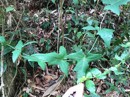 Image of Solena amplexicaulis (Lam.) Gandhi ex Saldanha & Nicolson