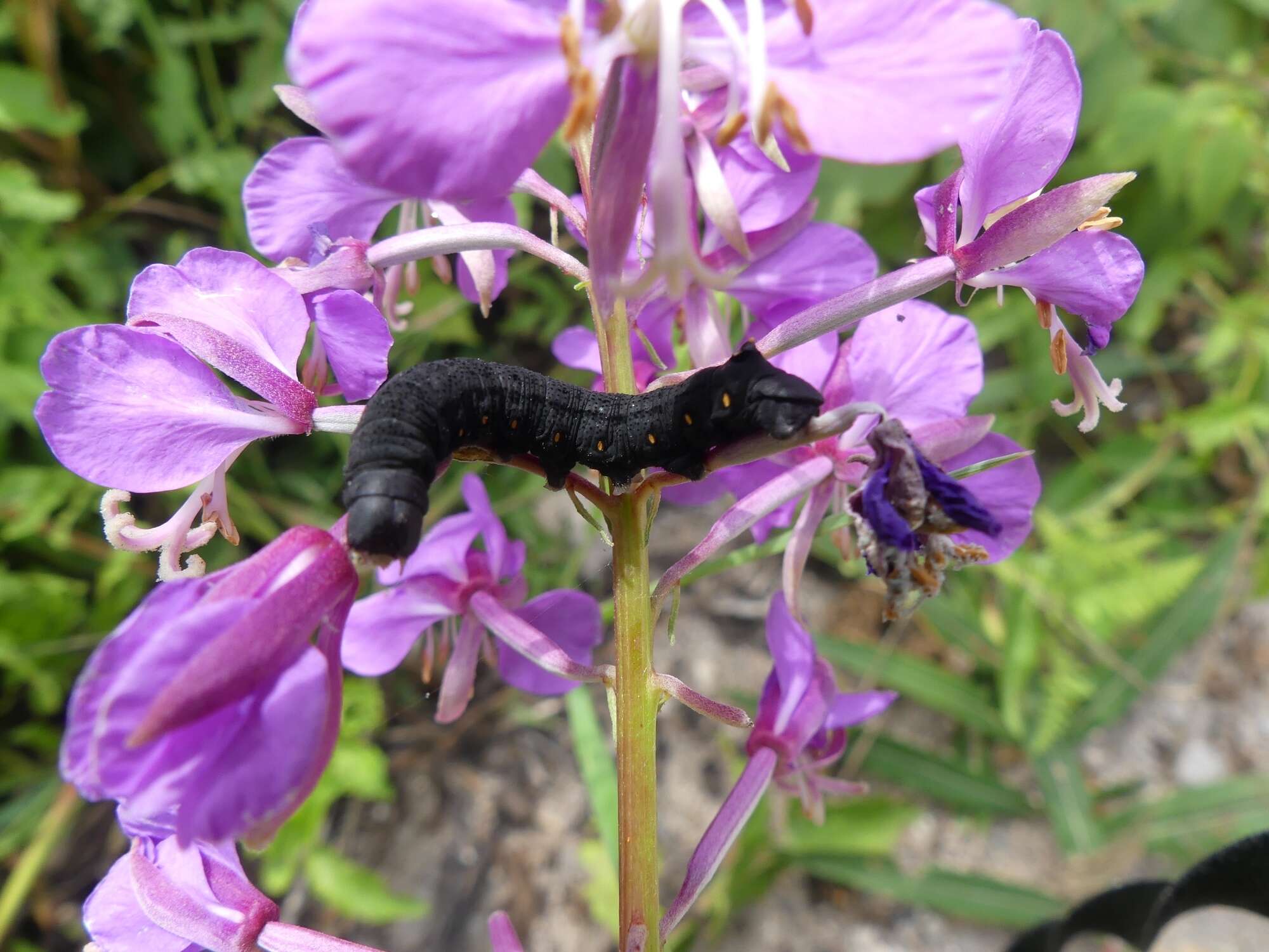 Image de Proserpinus flavofasciata (Walker 1856)