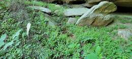 Image of whitehair goldenrod