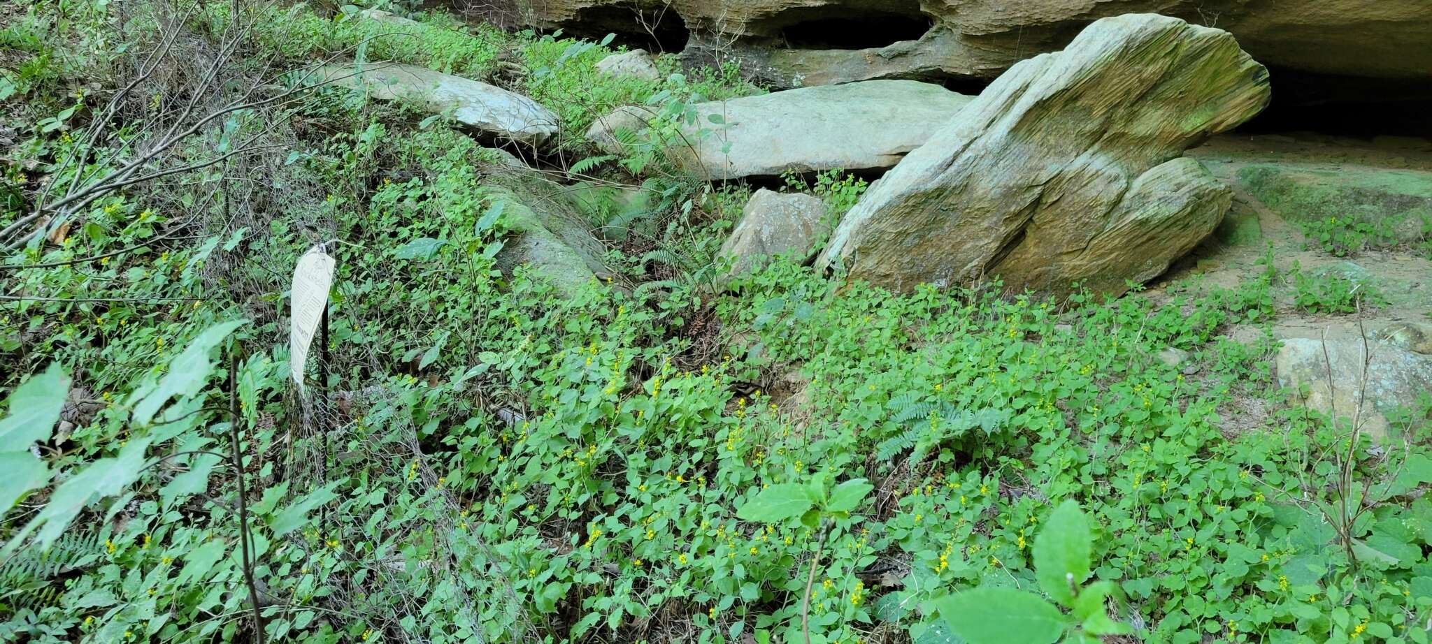 Plancia ëd Solidago albopilosa L. Braun