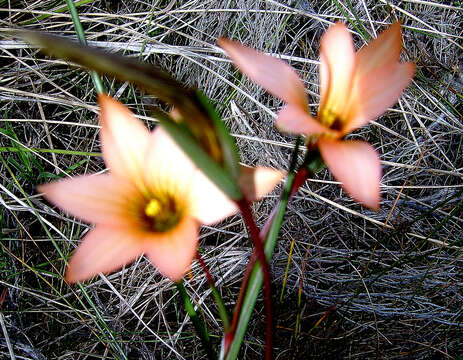 Image of Romulea setifolia N. E. Br.