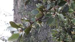 Image of Cercocarpus fothergilloides Kunth