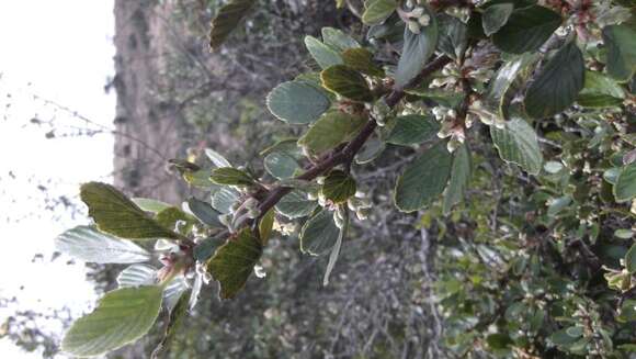 Image de Cercocarpus fothergilloides Kunth