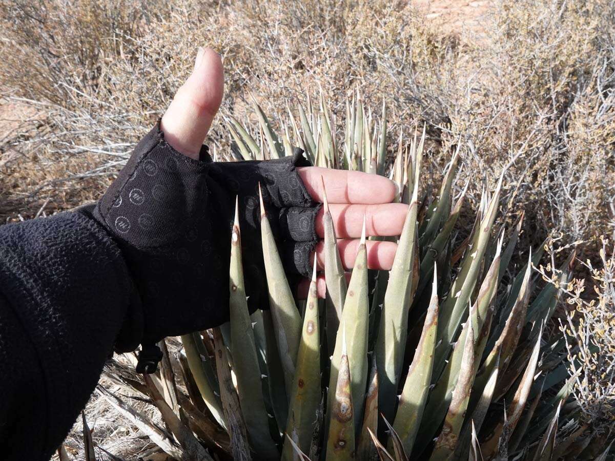 Image of Utah agave