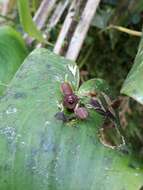 Imagem de Pleurothallis cordata (Ruiz & Pav.) Lindl.