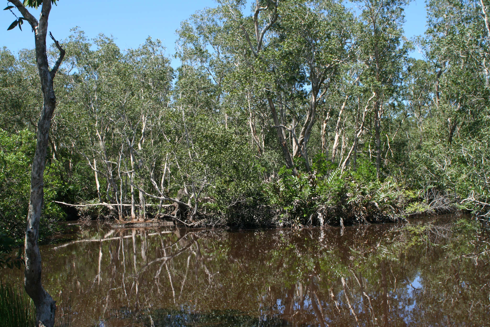 Image of cajeput