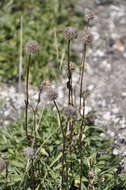 Image de Globularia trichosantha Fischer & C. A. Meyer