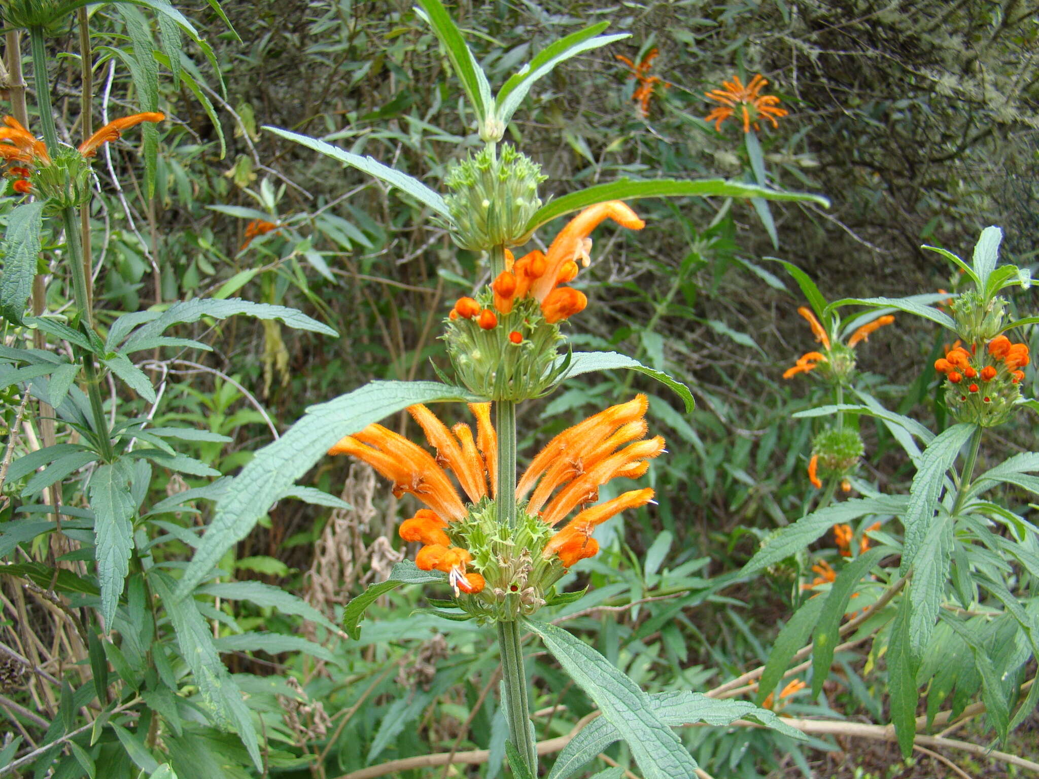 Image of lion's ear