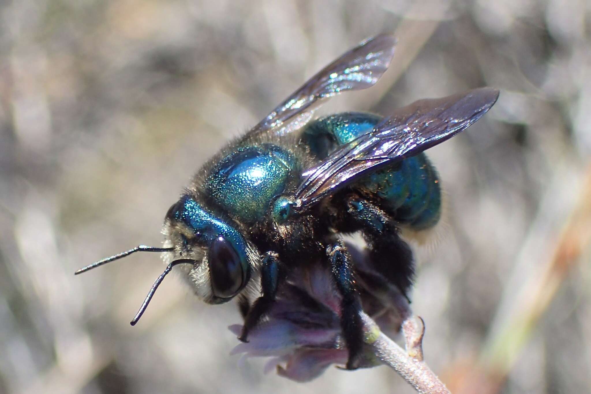 Plancia ëd Xylocopa aeratus (Smith 1851)