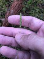 Plancia ëd Sacciolepis indica (L.) Chase