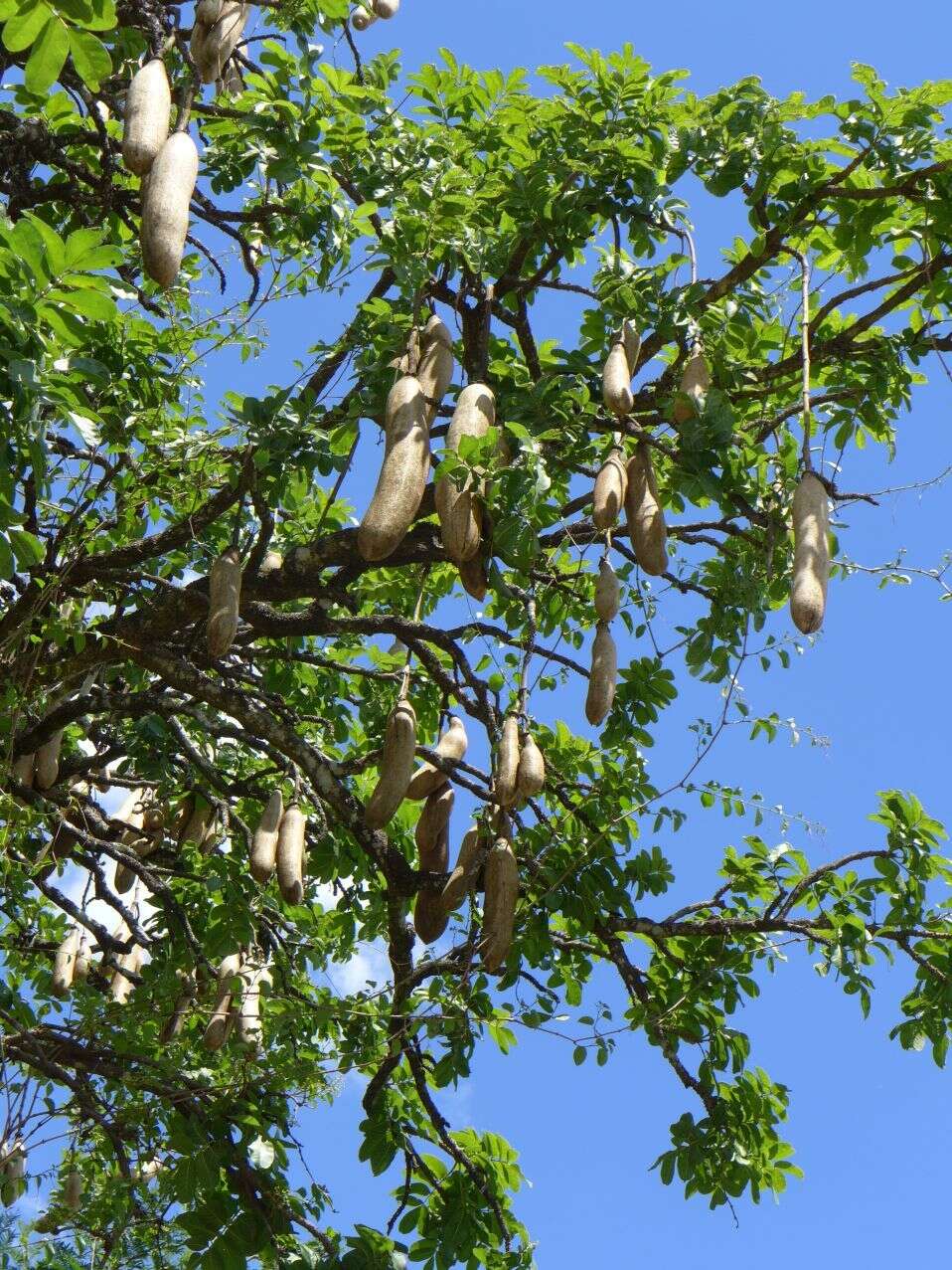 Image of sausage tree