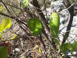 صورة Marsdenia coulteri Hemsl.