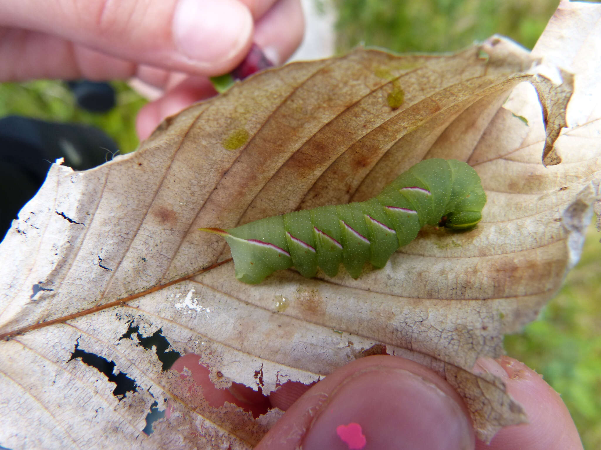 صورة Sphinx drupiferarum Smith & J. E. 1797