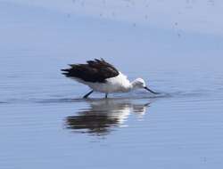 Image of Andean Avocet