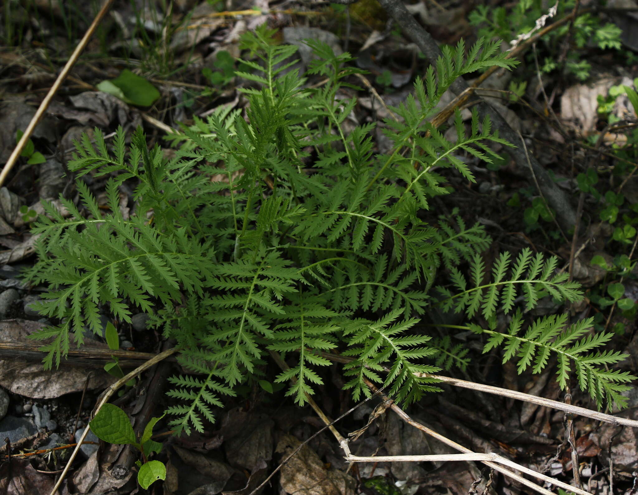 Image of Tanacetum vulgare subsp. boreale (Fisch. ex DC.) A 1975