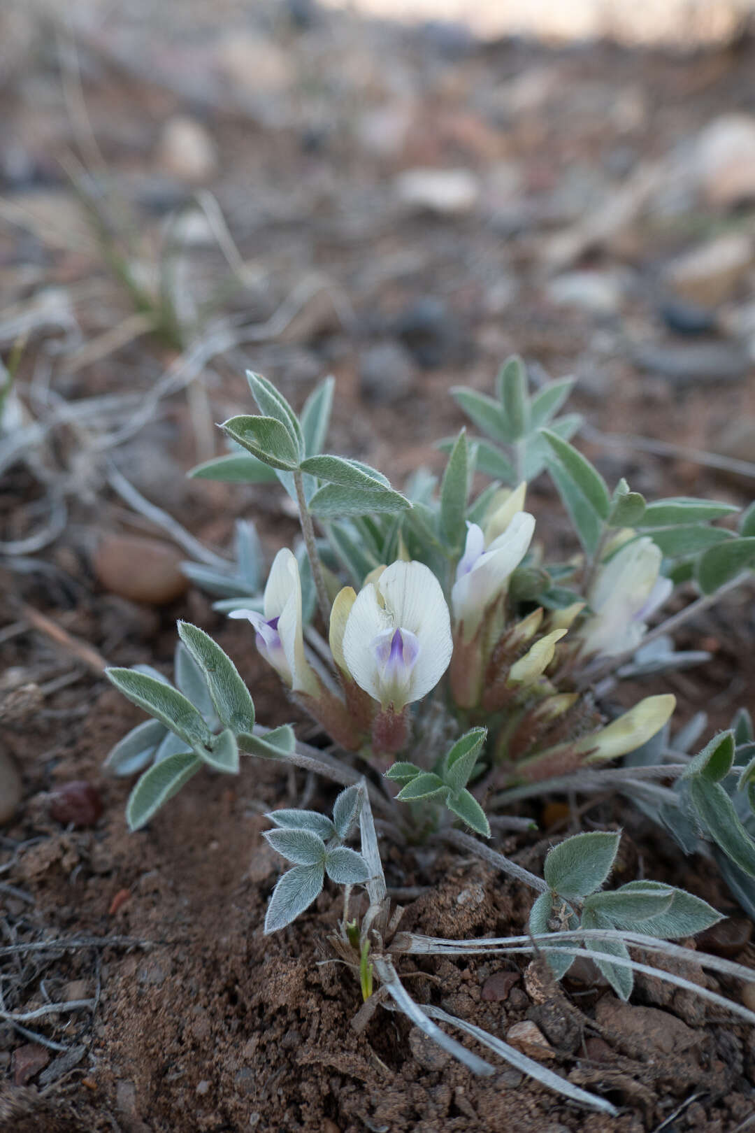 Astragalus welshii R. C. Barneby的圖片