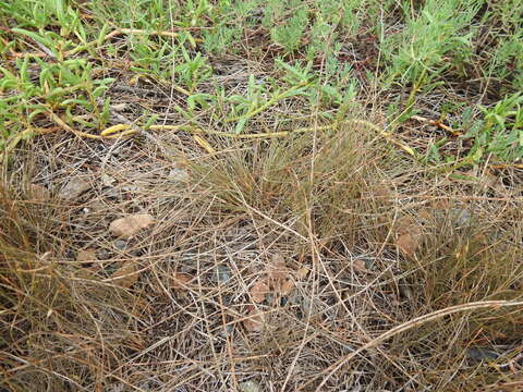 Image of Fimbristylis polytrichoides (Retz.) Vahl