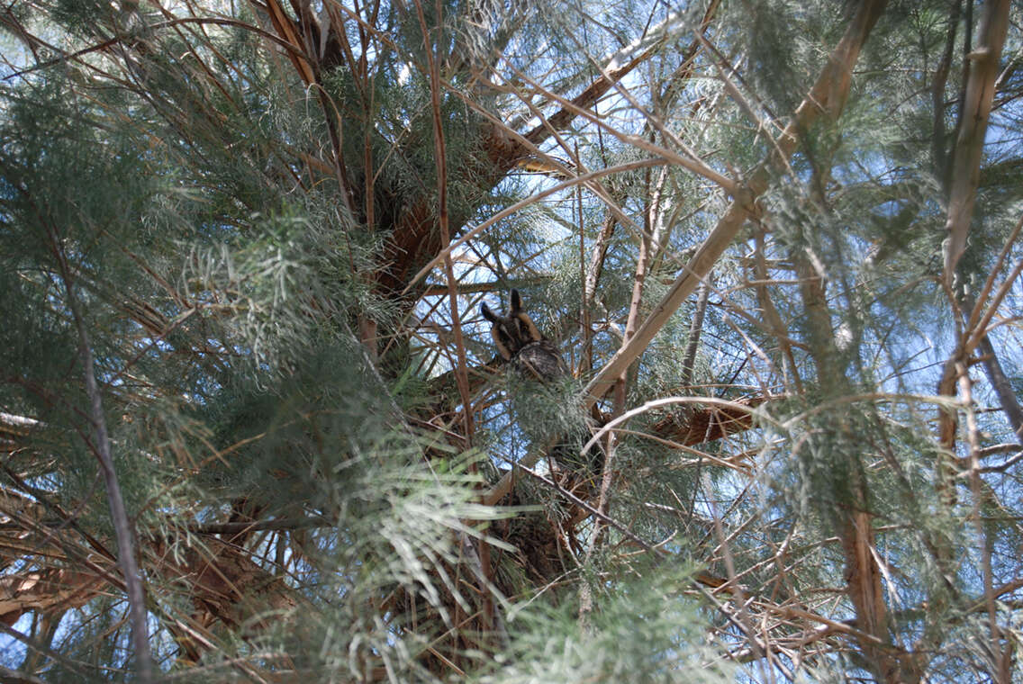 Image of Long-eared Owl