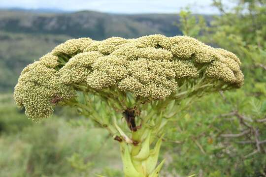 Sivun Crassula acinaciformis Schinz. kuva