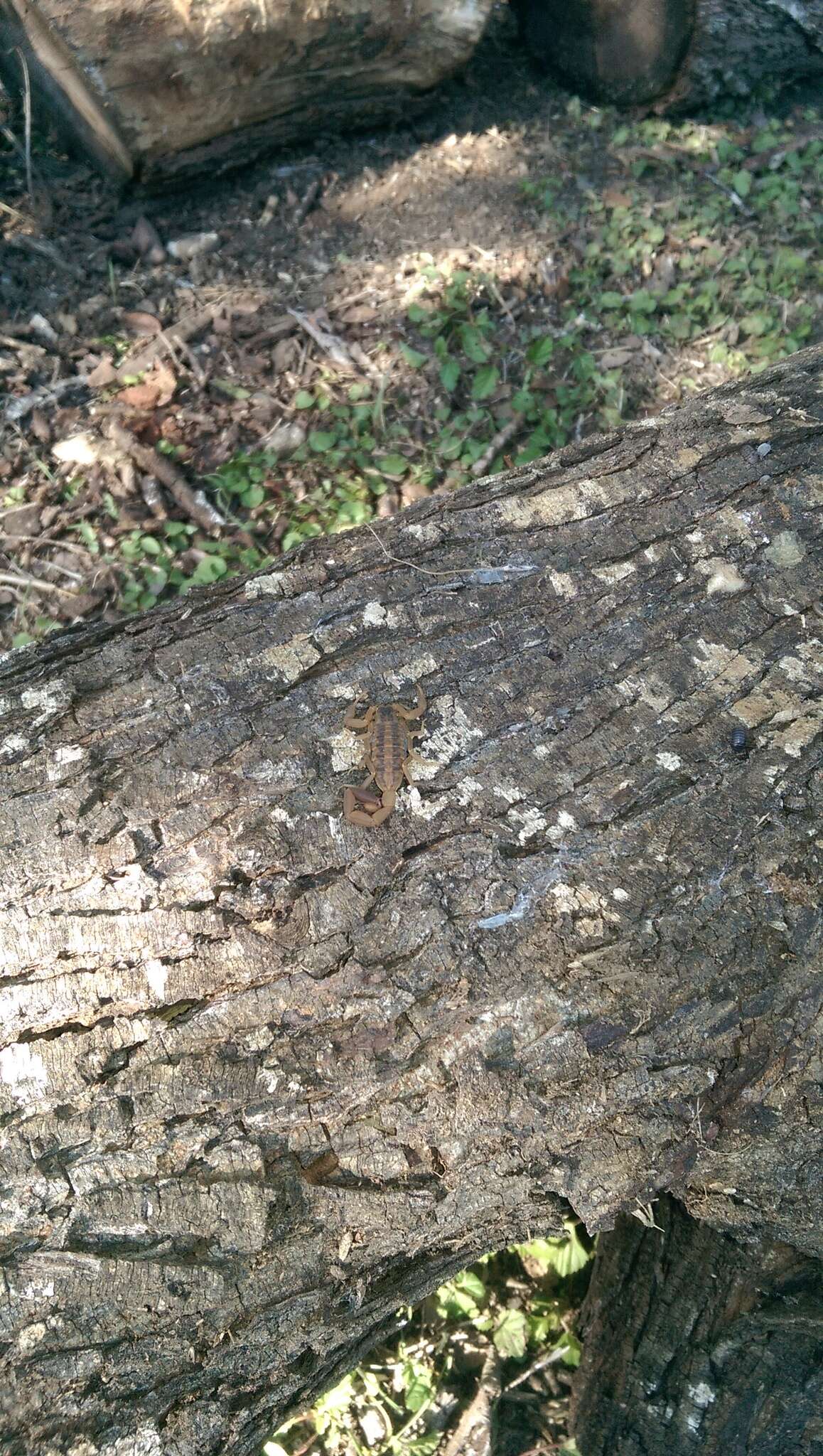 Image of Striped Bark Scorpion