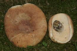 Image of Lactifluus allardii (Coker) De Crop 2012