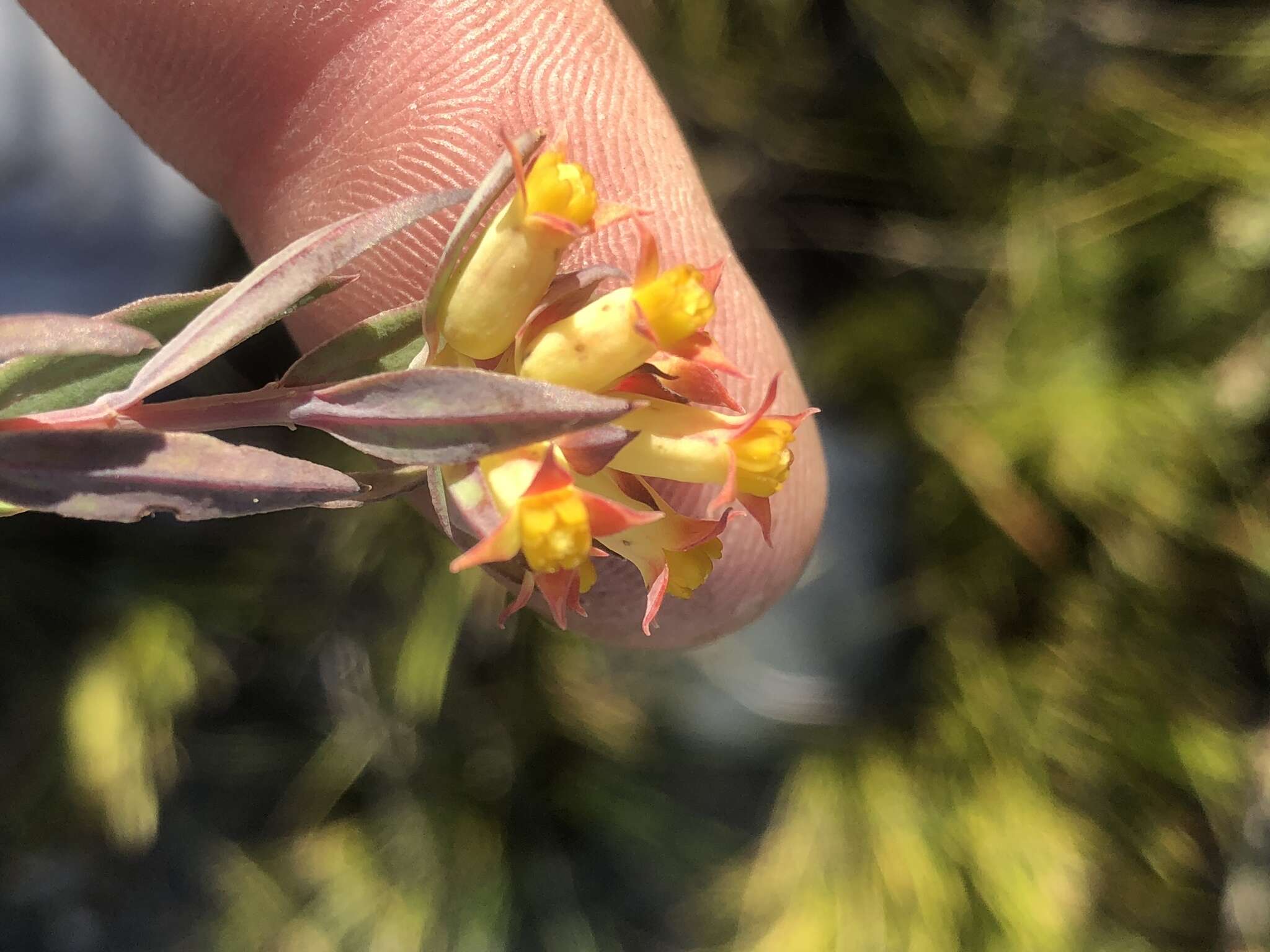 Image of Penaea acutifolia A. Juss.