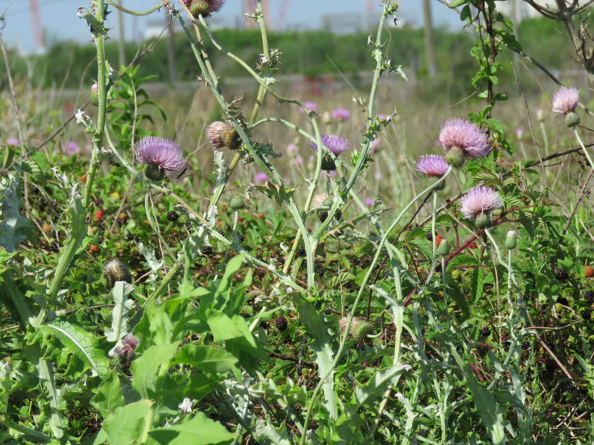 Image of Texas thistle