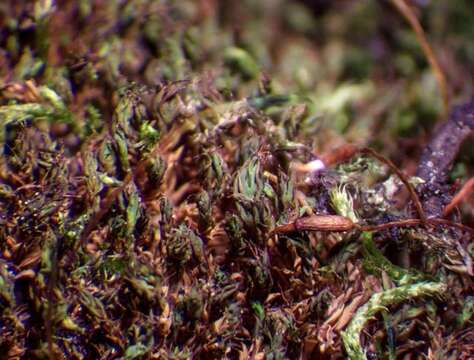 Image of Syntrichia norvegica Weber 1804