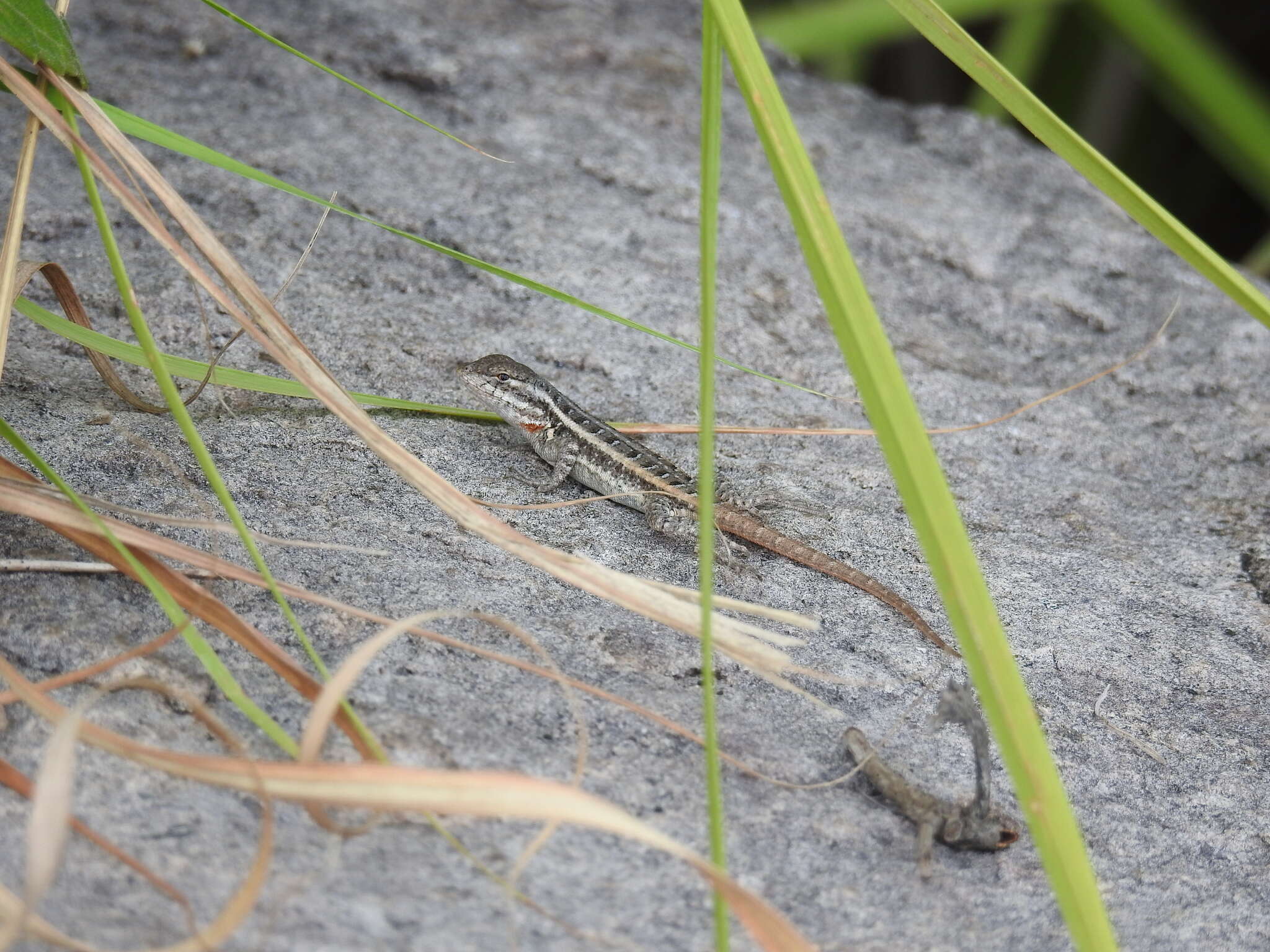 Image of Sceloporus variabilis olloporus Smith 1937