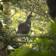 Image of Grey Junglefowl