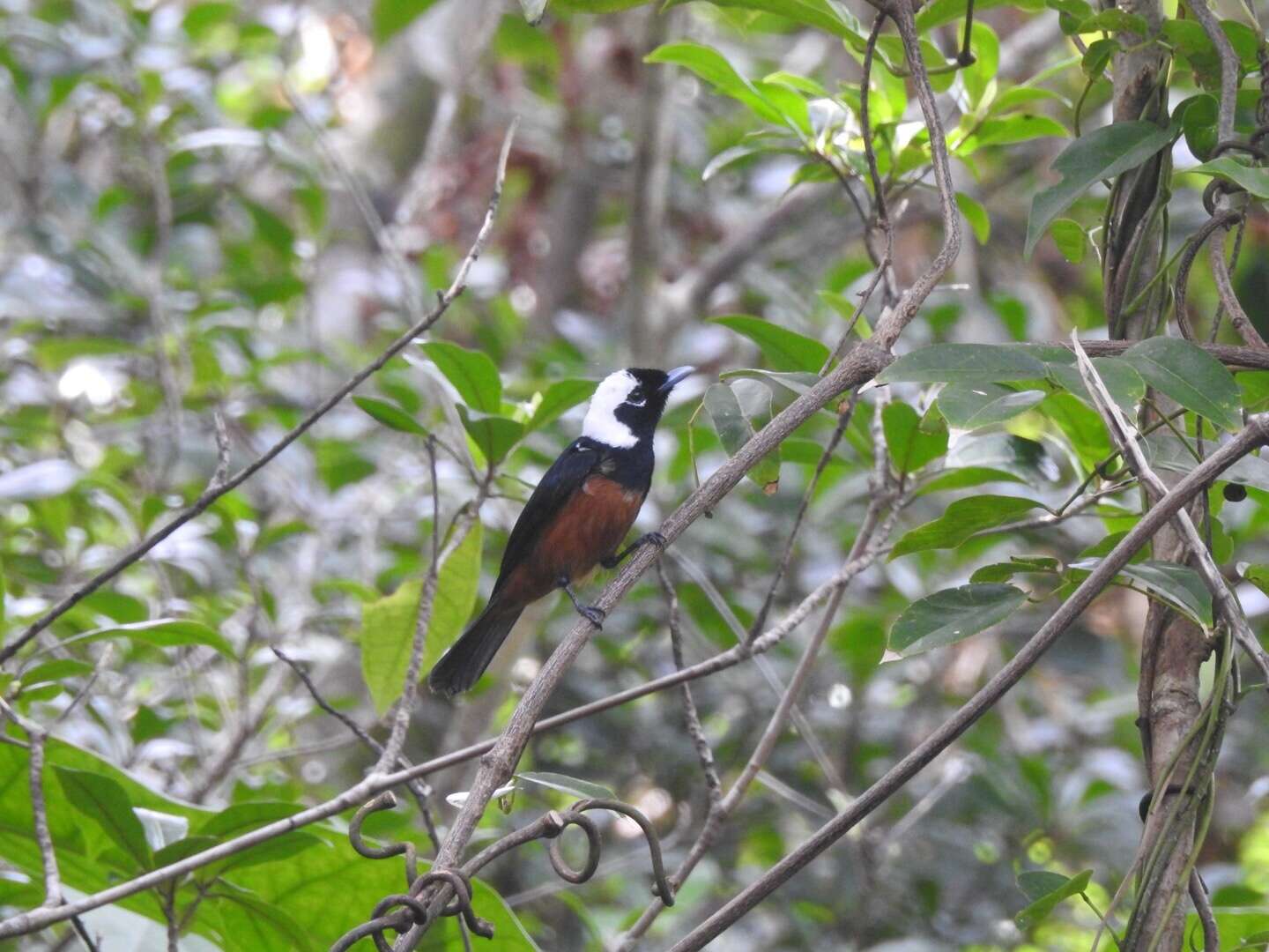 Image of White-capped Monarch