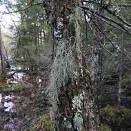 Image of beard lichen